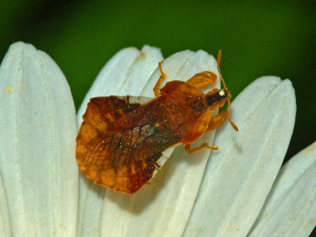 Alla ricerca di un piccolo predatore: Phymata crassipes